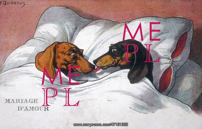  : Dachshund dogs sleeping in bed