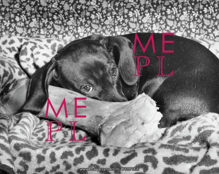 : Dachshund with a large bone : Dachshund with a large bone