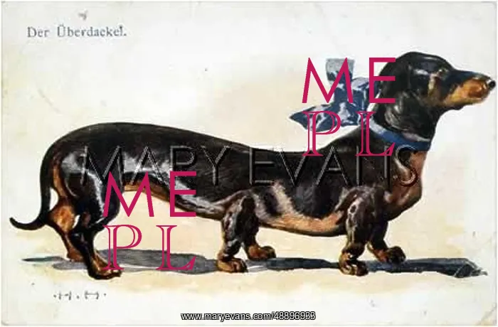 : DACHSHUND WITH SIX LEGS : DACHSHUND WITH SIX LEGS