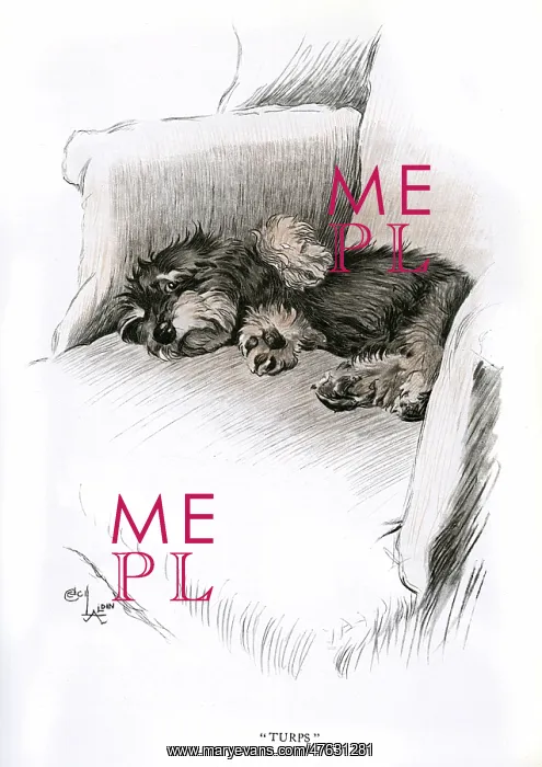 : Dachshund puppy lying on a chair : Dachshund puppy lying on a chair