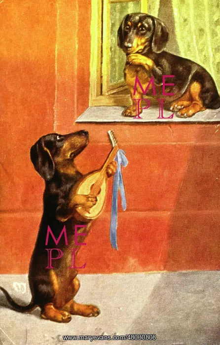 : Dachshund serenade : Dachshund serenade