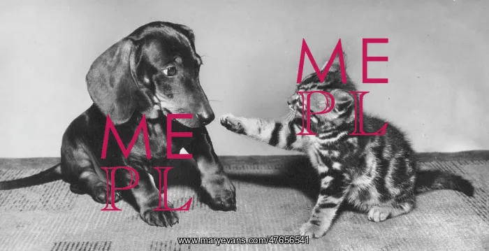 : Dachshund and tabby kitten : Dachshund and tabby kitten