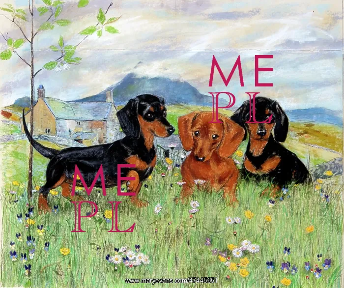  : Three Dachshunds