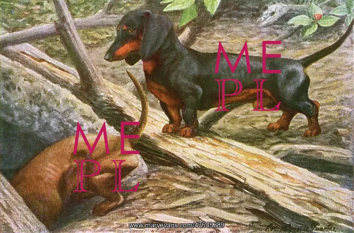 : Two Dachshunds : Two Dachshunds