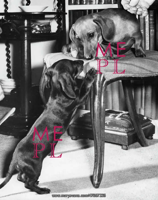 : Two Dachshunds eyeing each other : Two Dachshunds eyeing each other