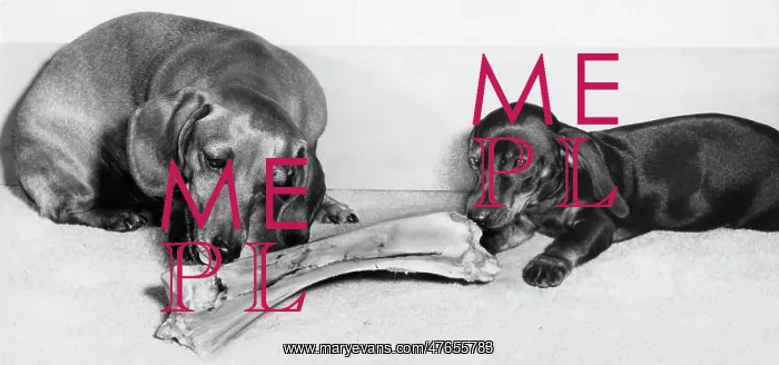 : Two Dachshunds with a large bone : Two Dachshunds with a large bone