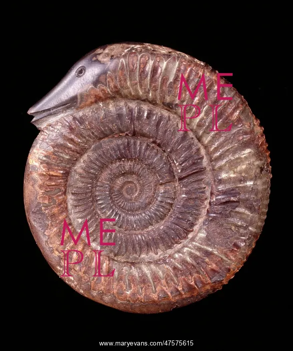 : Dactylioceras commune, ammonite : Dactylioceras commune, ammonite