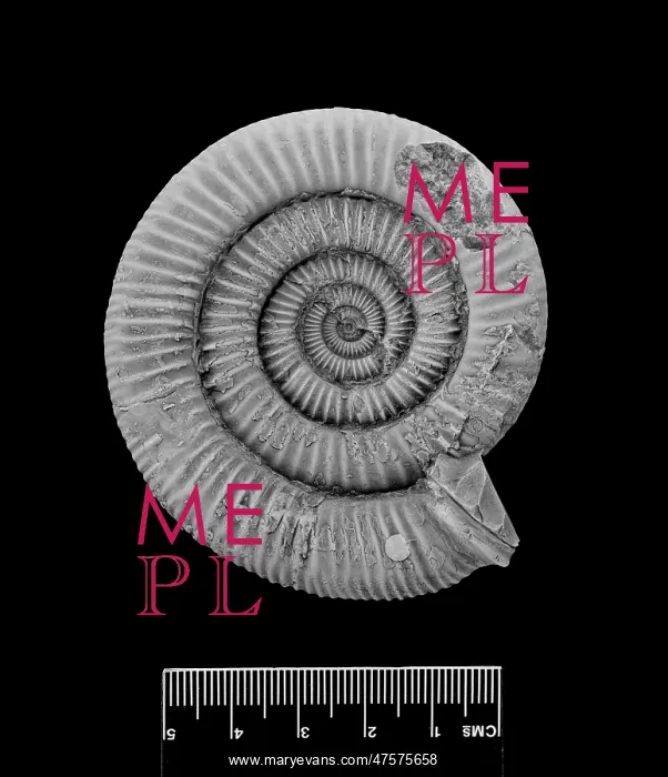 : Dactylioceras commune, ammonite : Dactylioceras commune, ammonite