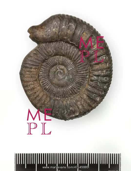 : Dactylioceras commune, snakestone ammonite : Dactylioceras commune, snakestone ammonite