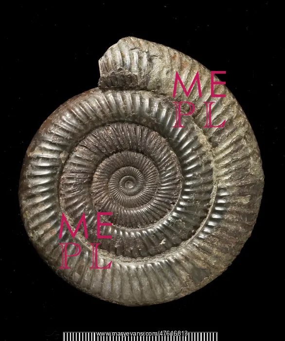 : Dactylioceras, fossil ammonite : Dactylioceras, fossil ammonite