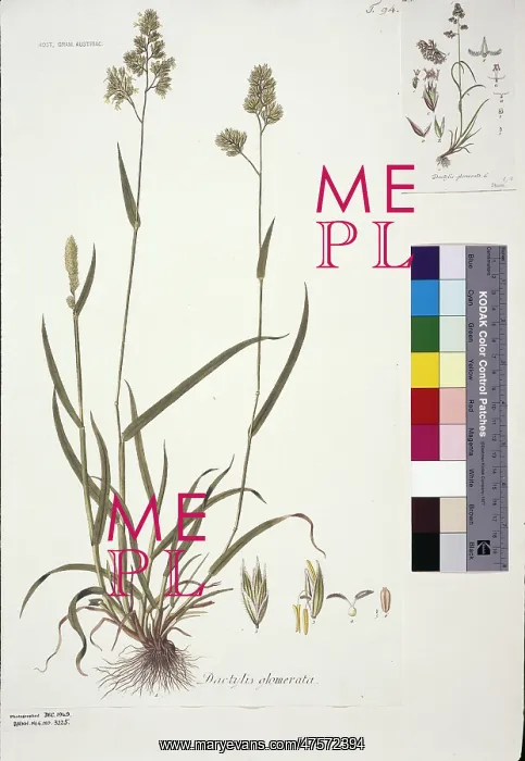 : Dactylis glomerata, cocksfoot : Dactylis glomerata, cocksfoot