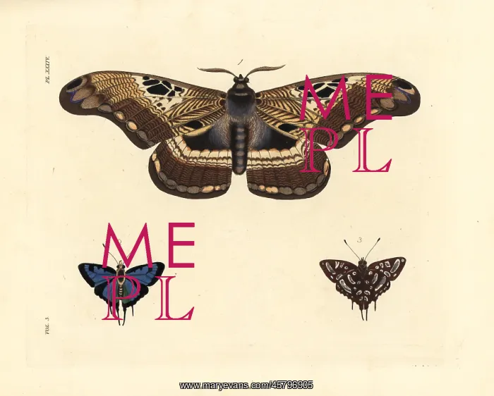 : Dactyloceras lucina moth and common silverspot butterfly : Dactyloceras lucina moth and common silverspot butterfly