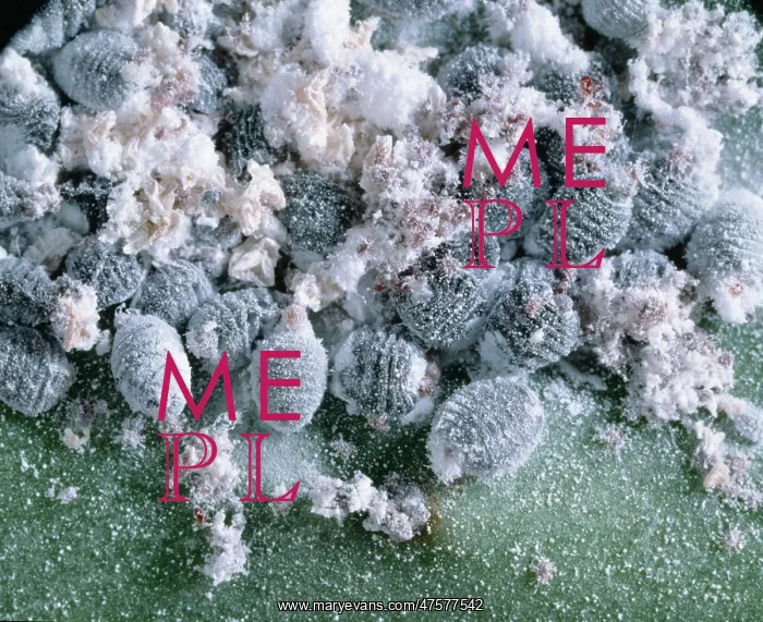 : Dactyloprus coccus, scale insect : Dactyloprus coccus, scale insect