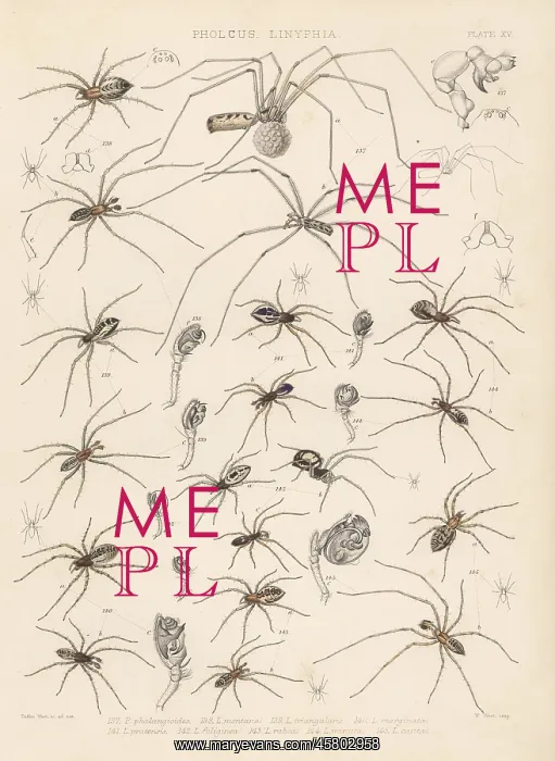 : Daddy long-legs, filmy dome spider, sheet weaver spider, etc : Daddy long-legs, filmy dome spider, sheet weaver spider, etc