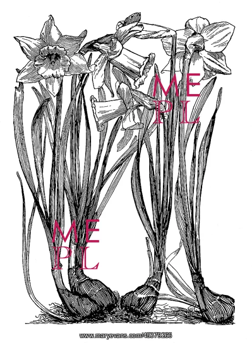 : Daffodil. Studies in plant form with suggestions for their application to design : Daffodil. Studies in plant form with suggestions for their application to design
