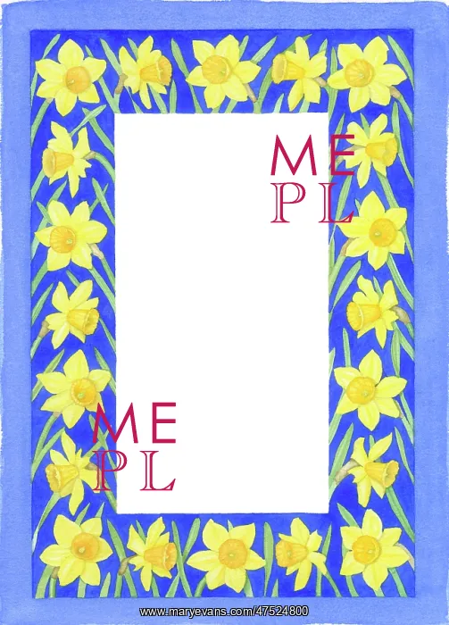  : Daffodil Border