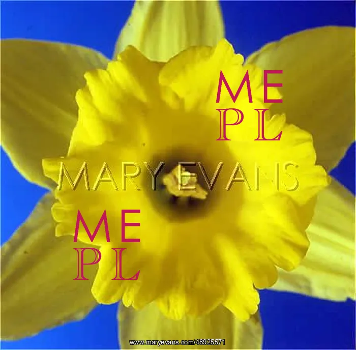  : DAFFODIL CLOSE-UP