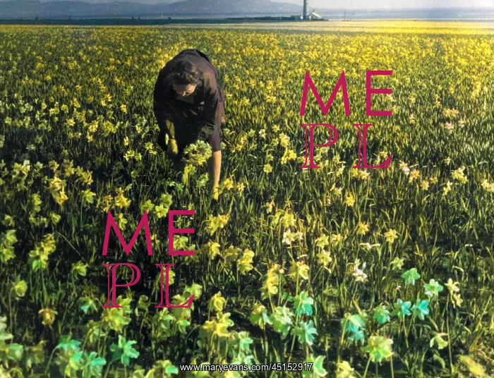 : DAFFODIL FIELD : DAFFODIL FIELD