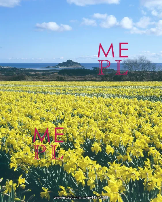 : Daffodil fields, St Michael's Mount, Marazion, Cornwall : Daffodil fields, St Michael's Mount, Marazion, Cornwall