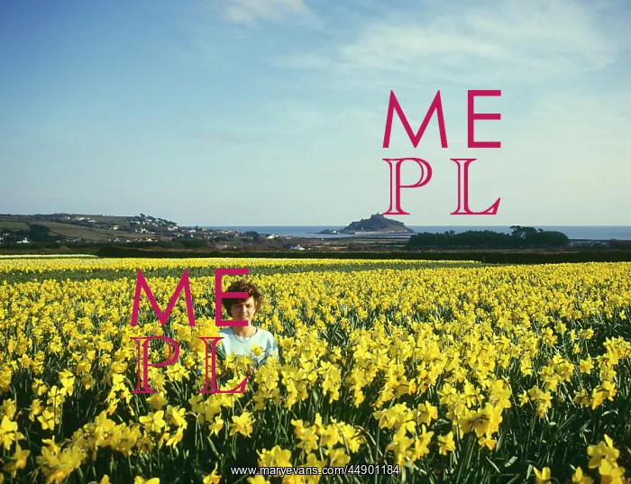  : Daffodil fields, St Michael's Mount, Marazion, Cornwall