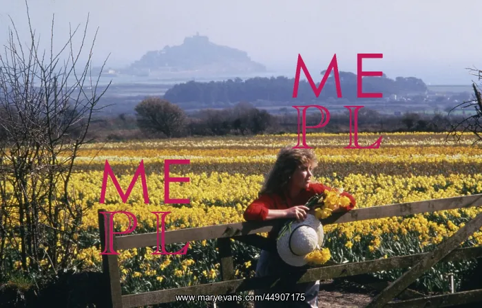: Daffodil fields, St Michael's Mount, Marazion, Cornwall : Daffodil fields, St Michael's Mount, Marazion, Cornwall