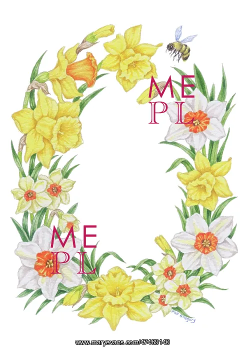 : Daffodil and Narcissi border with bee : Daffodil and Narcissi border with bee