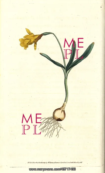 : Least daffodil, Narcissus pseudonarcissus subsp. minor : Least daffodil, Narcissus pseudonarcissus subsp. minor