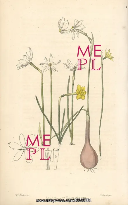 : Daffodil varieties : Daffodil varieties