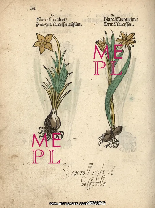 : Daffodil varieties, Narcissus poeticus : Daffodil varieties, Narcissus poeticus