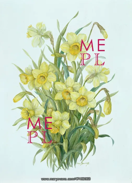  : Daffodils