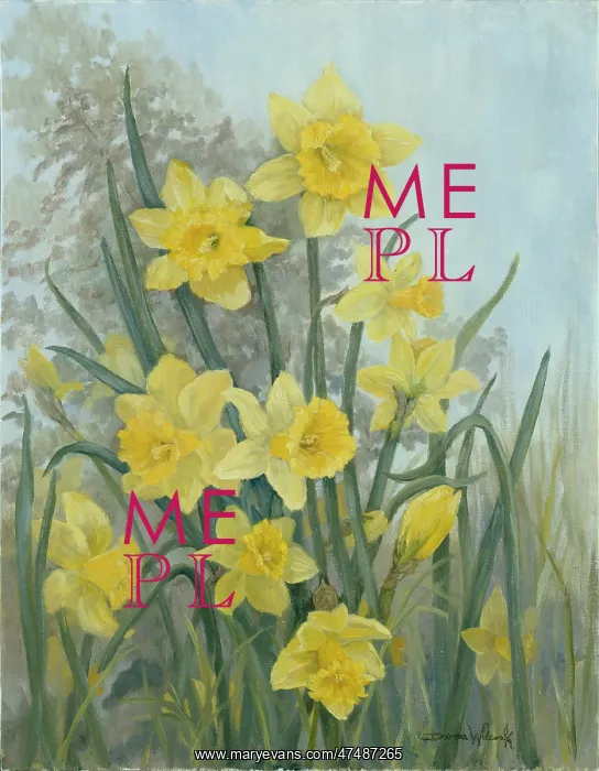 : Daffodils - daffodils in a garden : Daffodils - daffodils in a garden
