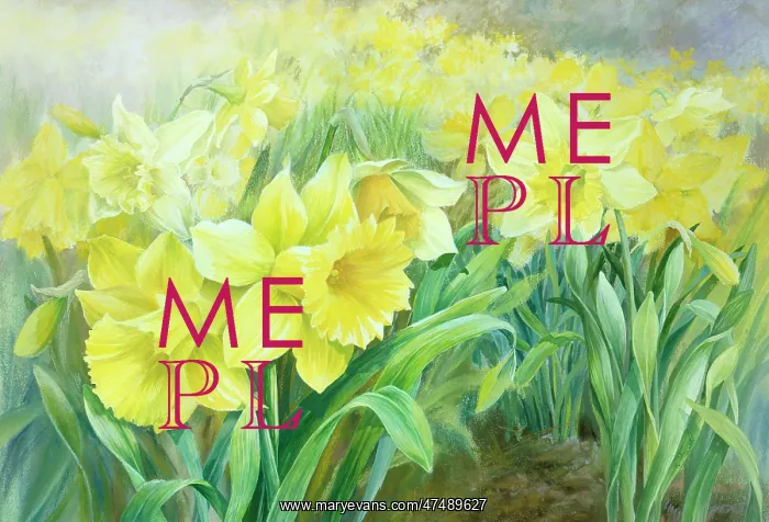  : Daffodils