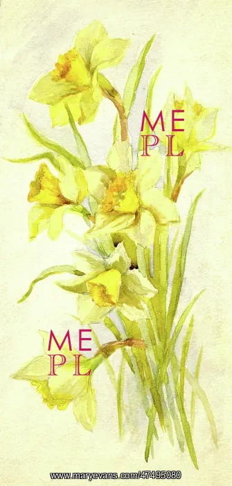  : Daffodils