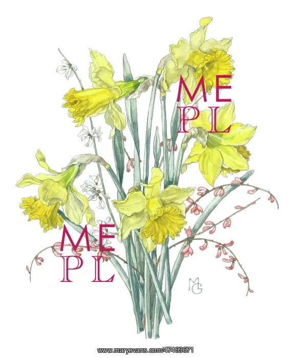  : Daffodils and sprays of pink and white shrubs