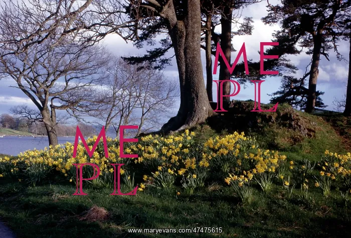 : Daffodils on a bank by Lake Windermere : Daffodils on a bank by Lake Windermere