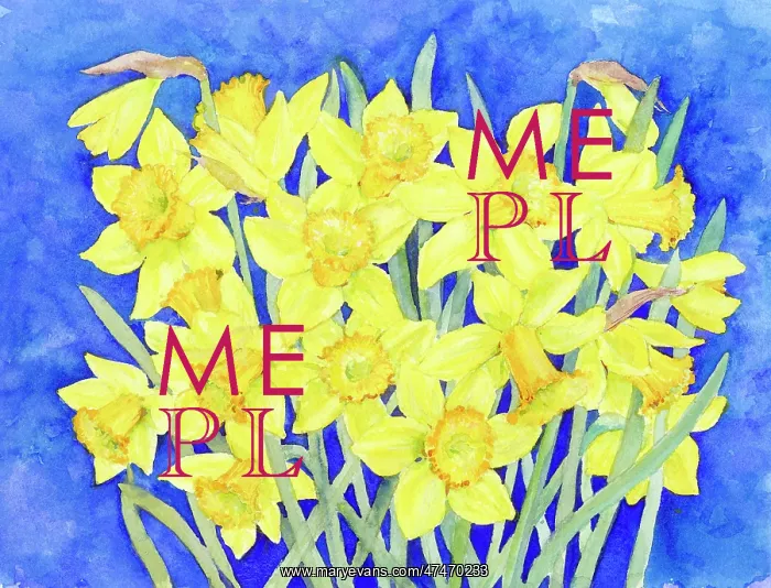  : Daffodils on blue background