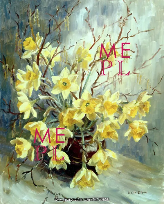 : Daffodils and Catkins : Daffodils and Catkins
