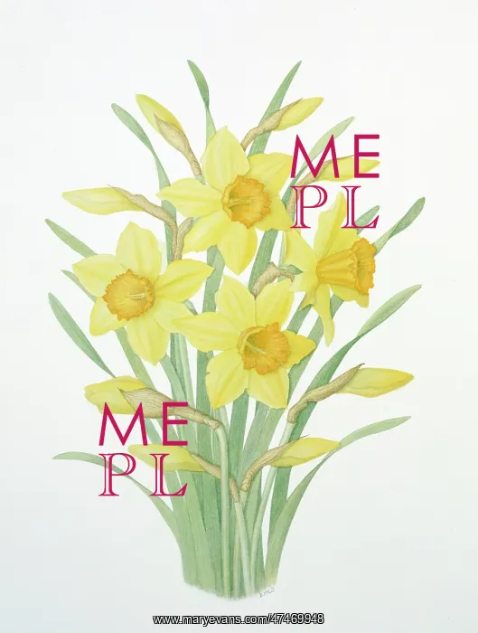 : Daffodils ? a clump of yellow daffodils : Daffodils ? a clump of yellow daffodils