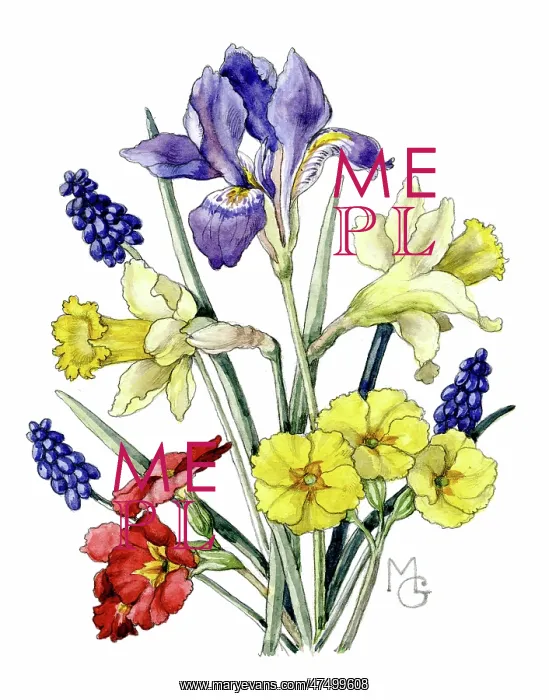 : Daffodils, Hyacinths, Iris and Polyanthus : Daffodils, Hyacinths, Iris and Polyanthus