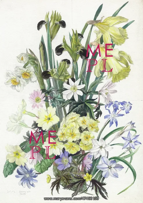 : Daffodils, Iris, Primroses etc : Daffodils, Iris, Primroses etc