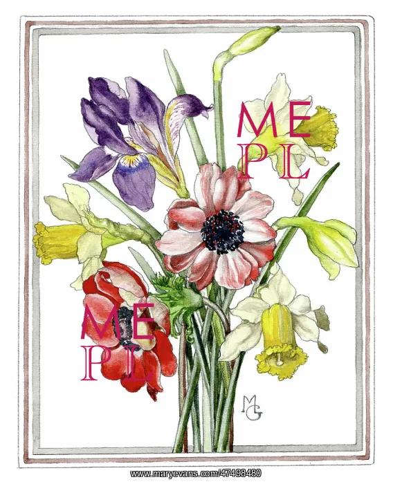  : Daffodils, Iris Stylosa and Anemones