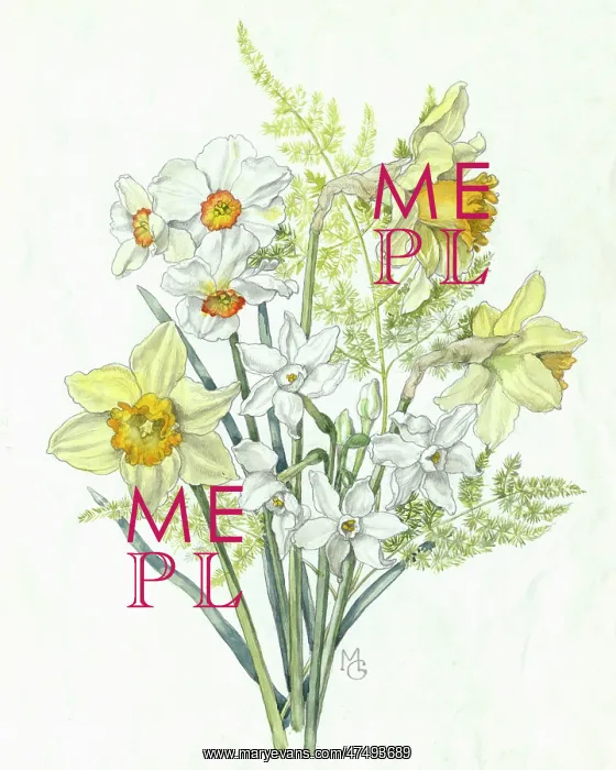  : Daffodils and Narcissi with Fern