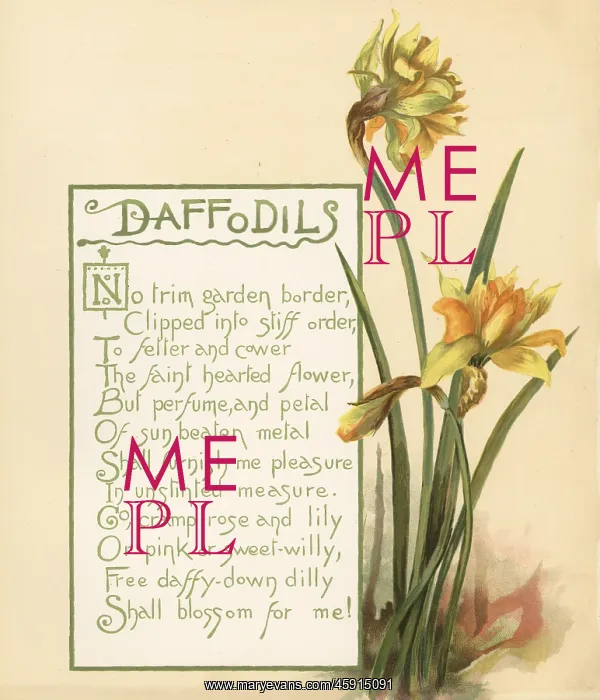 : Daffodils, Narcissus pseudonarcissus : Daffodils, Narcissus pseudonarcissus