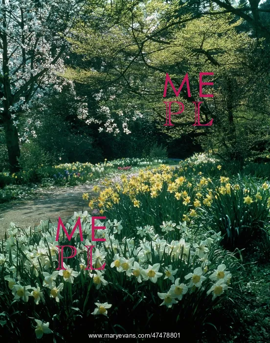 : Daffodils at Nymans : Daffodils at Nymans