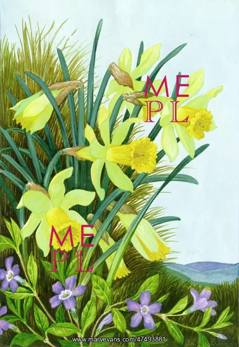  : Daffodils and Periwinkle