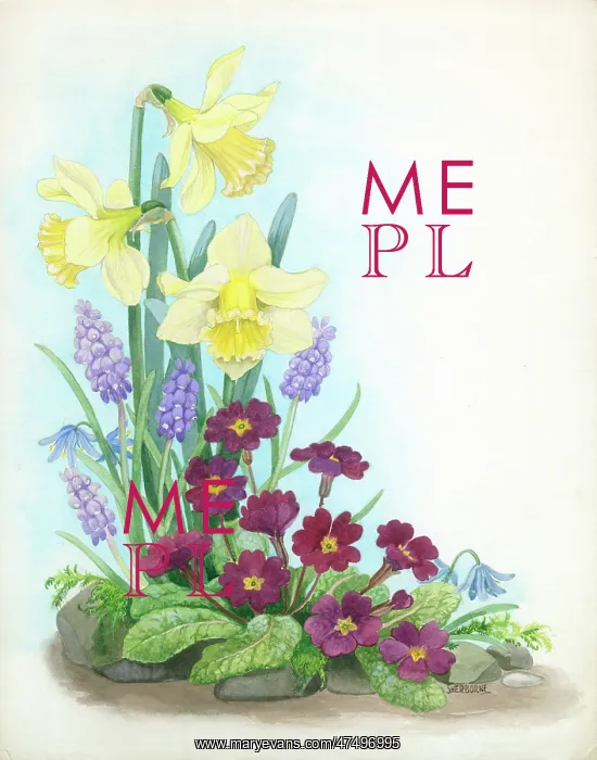 : Daffodils, primroses, hyacinths and scillas : Daffodils, primroses, hyacinths and scillas