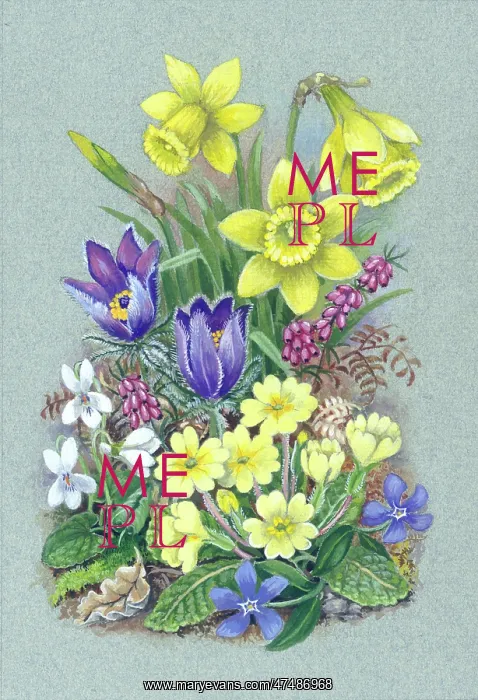 : Daffodils, primroses, violets etc : Daffodils, primroses, violets etc