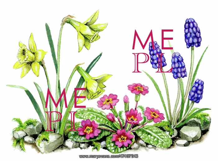  : Daffodils, Primula and Grape Hyacinths