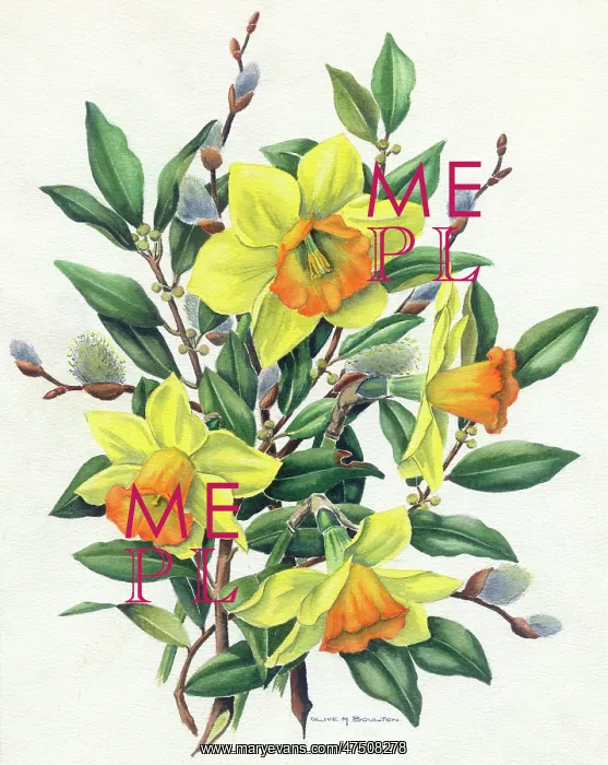 : Daffodils and Pussy Willow