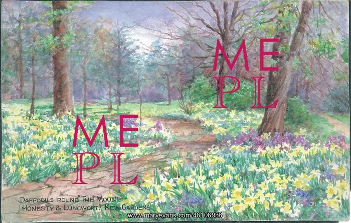 : Daffodils round the The Mound (Honesty and Lungwort) - Kew : Daffodils round the The Mound (Honesty and Lungwort) - Kew